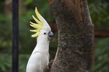 Sarı Tepeli Kakadu (Cacatua sülfür) bir ağaç dalında oturuyor