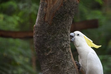 Sarı Tepeli Kakadu (Cacatua sülfür) bir ağaç dalında oturuyor