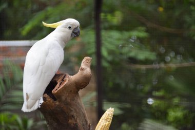 Sarı Tepeli Kakadu (Cacatua sülfür) bir ağaç dalında oturuyor