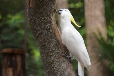 Sarı Tepeli Kakadu (Cacatua sülfür) bir ağaç dalında oturuyor