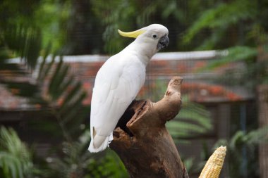 Sarı Tepeli Kakadu (Cacatua sülfür) bir ağaç dalında oturuyor
