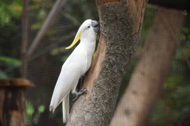 Sarı Tepeli Kakadu (Cacatua sülfür) bir ağaç dalında oturuyor