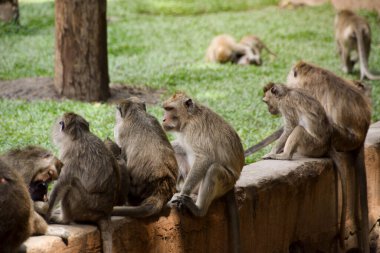 Macaca fascicularis (uzun kuyruklu maymun). Uzun kuyruklu maymunun detaylarını kapat. Hayvanat bahçesinde bir maymun sürüsü