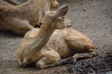 Rusa timorensis (Javan rusa). Rusa timorensis, Java, Bali, Güney Kalimantan, Nusa Tenggara (Timor Leste dahil), Sulawesi ve Maluku 'dan yayılır.