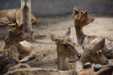 Rusa timorensis (Javan rusa). Rusa timorensis, Java, Bali, Güney Kalimantan, Nusa Tenggara (Timor Leste dahil), Sulawesi ve Maluku 'dan yayılır.