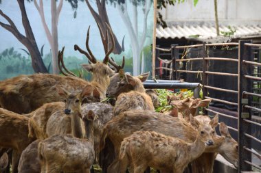 Rusa timorensis (Javan rusa). Rusa timorensis are spread from Java, Bali, South Kalimantan, Nusa Tenggara (including Timor Leste), Sulawesi, and Maluku clipart