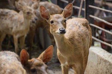 Rusa timorensis (Javan rusa). Rusa timorensis, Java, Bali, Güney Kalimantan, Nusa Tenggara (Timor Leste dahil), Sulawesi ve Maluku 'dan yayılır.