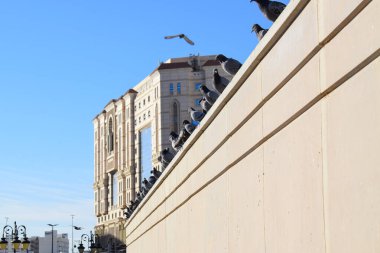 Beton bir duvara tünemiş güvercinler ve açık mavi bir arka plan. Doğal ışık altındaki şehir yaban hayatı