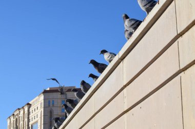 Beton bir duvara tünemiş güvercinler ve açık mavi bir arka plan. Doğal ışık altındaki şehir yaban hayatı