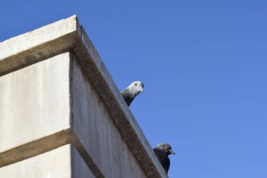 Beton bir duvara tünemiş güvercinler ve açık mavi bir arka plan. Doğal ışık altındaki şehir yaban hayatı