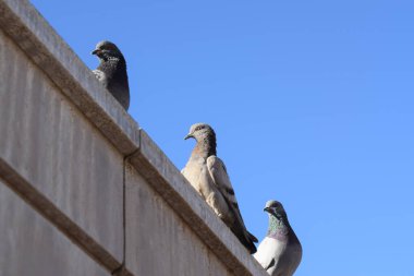 Beton bir duvara tünemiş güvercinler ve açık mavi bir arka plan. Doğal ışık altındaki şehir yaban hayatı