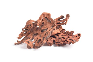 Karınca Yuvası (Myrmecodia pendanları), gözenekli, odunsu bir yapısı olan, beyaz arka planda izole edilmiş geleneksel bir tıbbi bitki..