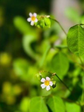 Close-up of tiny white wildflowers with yellow centers, surrounded by vibrant green leaves and soft bokeh background.