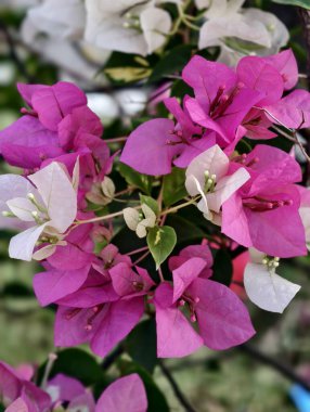 Close-up view of delicate pink and white bougainvillea bracts with green leaves, showcasing natural beauty and floral detail.