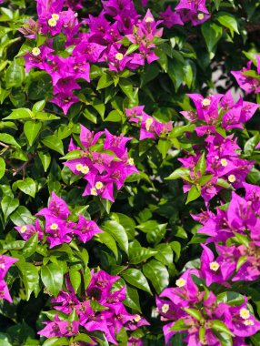 Yeşil yapraklı parlak mor bougainvillea çiçeklerinin yakın görüntüsü.