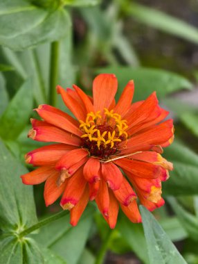 Close-up of a bright orange zinnia flower with detailed petals and center.