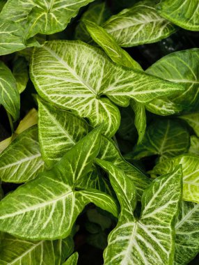 Yeşillik, yeşil ok ucu bitkisinin detaylı görüntüsü, karmaşık beyaz damar desenleri..