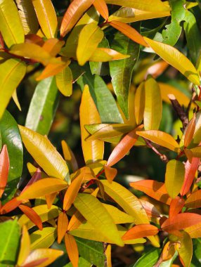Yaprakların sonbahar renklerine geçtiği, yeşil, sarı ve turuncu renkli bir çalılığın yakın görüntüsü.