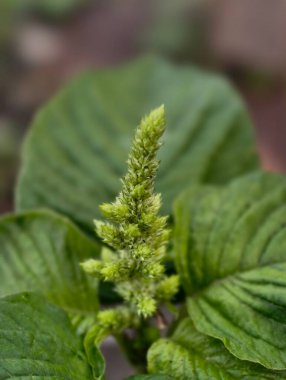 Gelişmekte olan bir çiçek tomurcuğunun detaylı görüntüsü yemyeşil yapraklarla çevrili..