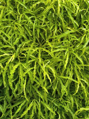 Parlak yeşil eğreltiotu yapraklarının gür, detaylı makro görüntüsü, karmaşık desenler ve dokuların güzelliği..