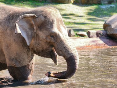 Suda hortumu olan büyük bir filin doğal bir hayvanat bahçesi ortamında ferahlatıcı bir içkinin tadını çıkarması..