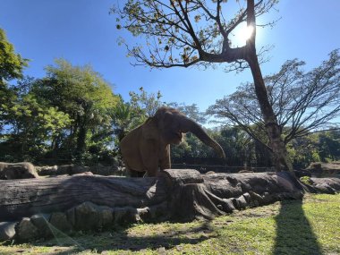 Muhteşem bir fil, ağaçlar ve doğal elementlerle çevrili güneşli bir hayvanat bahçesinde huzur içinde duruyor..