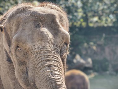A detailed close-up of a rare white elephants face, showcasing its unique skin texture and gentle eyes.