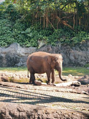 Genç bir fil, yeşillik ve kayalarla çevrili doğal hayvanat bahçesinde huzur içinde duruyor..