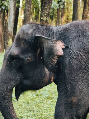 Close-up portrait of a large, dark-skinned elephant with textured skin, standing in a vibrant green forest with tall trees.