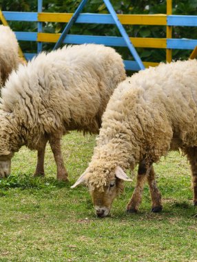 Birkaç tüylü koyun güneşli bir açık çayırda yemyeşil çimlerde huzur içinde otluyor..