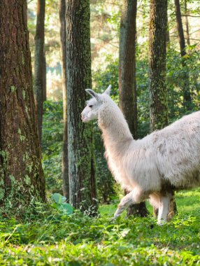 Yumuşak beyaz bir lama, ağaçların arasından süzülen ılık güneş ışığıyla yıkanmış sakin bir ormanda gezinir..
