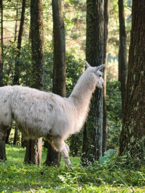 Güzel beyaz bir lama zarif bir şekilde sakin bir ormanda dolaşır, benekli güneş ışığıyla yıkanır..