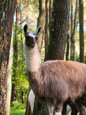 A friendly llama with soft brown fur stands peacefully amidst tall trees and green foliage in a sun-dappled forest.