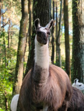 Yakın plan, yumuşak kürklü bir lamanın dostane portresi, uzun ağaçlarla kaplı güneşli bir ormanda duruyor..