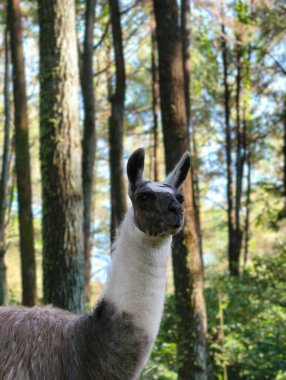 A charming llama with a curious gaze stands amidst tall trees in a vibrant forest, showcasing its unique appearance and natural habitat.