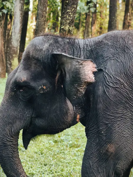 Close-up portrait of a large, dark-skinned elephant with textured skin, standing in a vibrant green forest with tall trees.