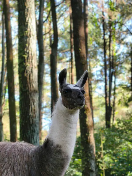 A charming llama with a curious gaze stands amidst tall trees in a vibrant forest, showcasing its unique appearance and natural habitat.