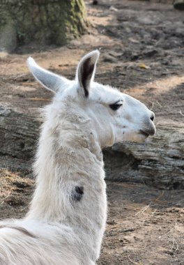 Yumuşak beyaz bir lama, açık havada yumuşak kürk ve yumuşak yüz ifadesini sergiliyor..