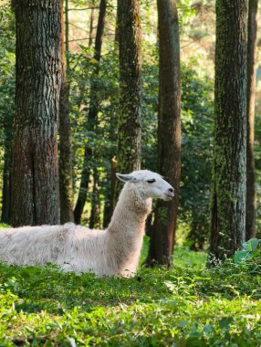 A serene white llama lies down amidst vibrant green foliage and tall trees in a tranquil forest.