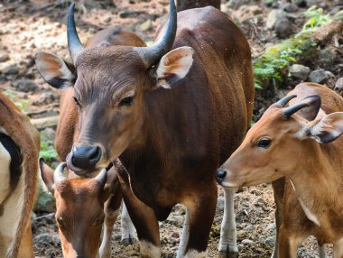 A close-up of a herd of Banteng cattle, showcasing their impressive horns and gentle nature in a lush, natural environment.