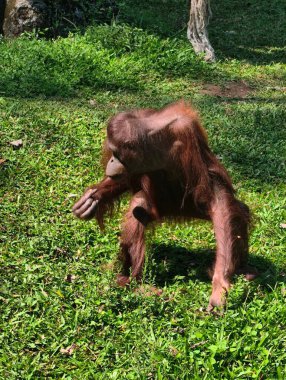 Yapayalnız bir orangutan, güneşli çimlerin arasından zarif bir şekilde geçiyor..