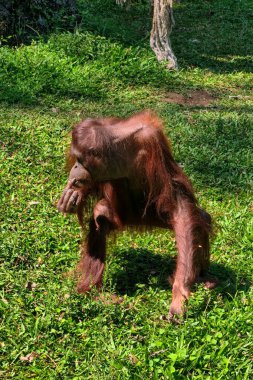 Yalnız bir orangutan canlı yeşil çimenlik bir alanda duruyor ve doğal yaşam alanını gösteriyor..