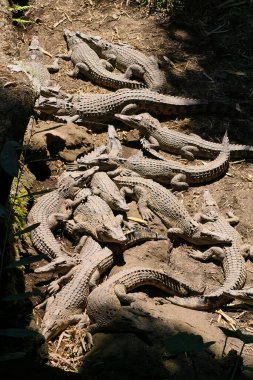 A close-up view of many young alligators resting together on a log.