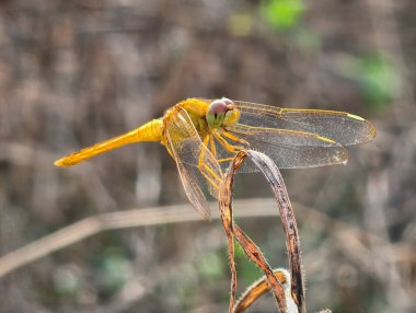Kuru bir bitki gövdesinde saydam kanatları olan parlak sarı bir yusufçuğun yakın çekimi..