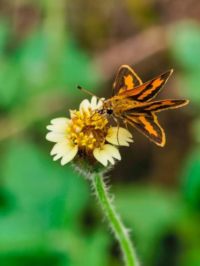 Küçük bir turuncu ve siyah kelebeğin yakın çekimi narin bir kır çiçeğinin üzerine tünemiş, nektar topluyor..