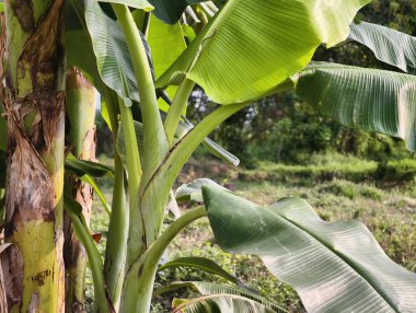 Canlı yeşil muz bitkisinin yakın görüntüsü ve geniş yapraklar, güneş ışığıyla yıkanmış, bulanık tropikal bir arka plan..