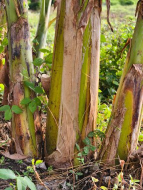 Canlı yeşil yapraklarla çevrili desenli muz ağacı gövdelerinin ayrıntılı görünümü.