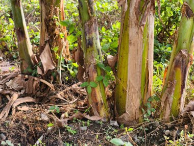 Çok sayıda muz ağacının dokulu, lifli gövdeleri açık havada yemyeşil bir ortamda birbirine yakın büyüyor..