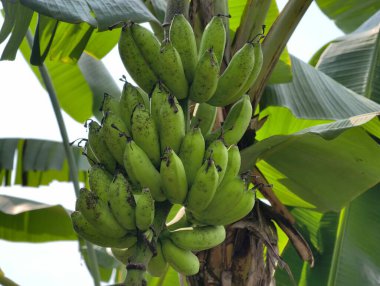 Büyük yapraklarla çevrili tropikal bir ağaçta toplanmış olgunlaşmamış yeşil muzların yakın plan görüntüsü..