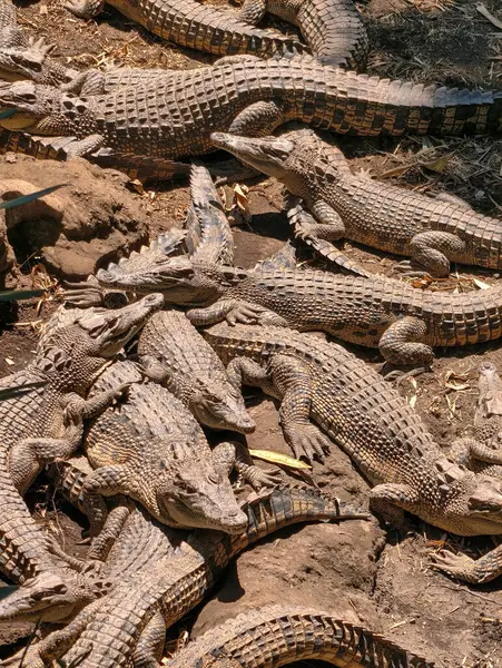 Nil timsahlarından oluşan yoğun bir küme güneşli kayalık bir kıyıda dinleniyor..